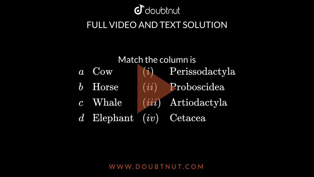 Match the column is <br> `{:(a , "Cow" , (i) , "Perissodactyla"), (b, "Horse" , (ii) , "Proboscidea"), (c  , "Whale" , (iii) , "Artiodactyla" ), (d, "Elephant" , (iv) , "Cetacea"):}` 