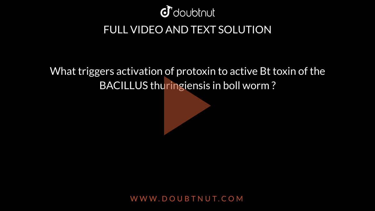 What triggers activation of protoxin to active Bt toxin of the BACILLUS thuringiensis in boll worm ?