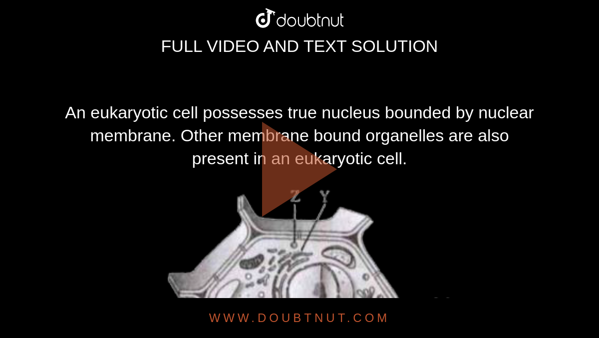 An eukaryotic cell possesses true nucleus bounded by nuclear membrane