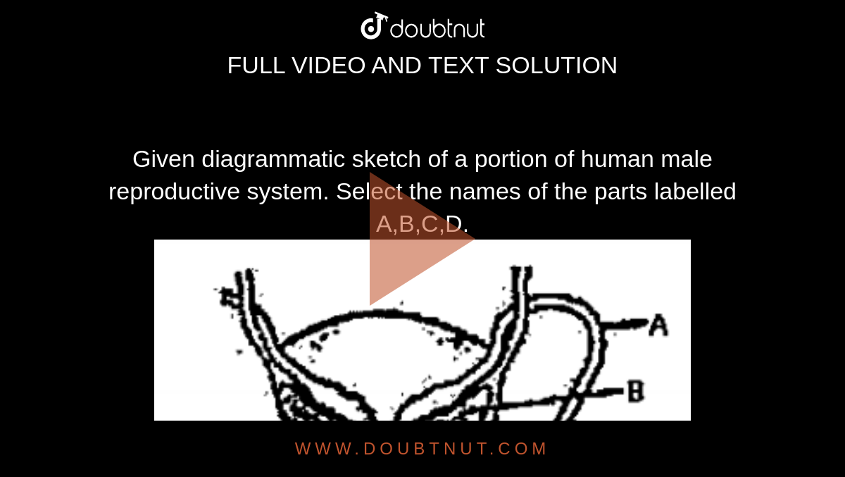 Given diagrammatic sketch of a portion of human male reproductive system. Select the names of the parts labelled A,B,C,D. <br><img src="https://doubtnut-static.s.llnwi.net/static/physics_images/SAR_NAR_BIO_NEE_XII_C01_S01_021_Q01.png" width="80%">