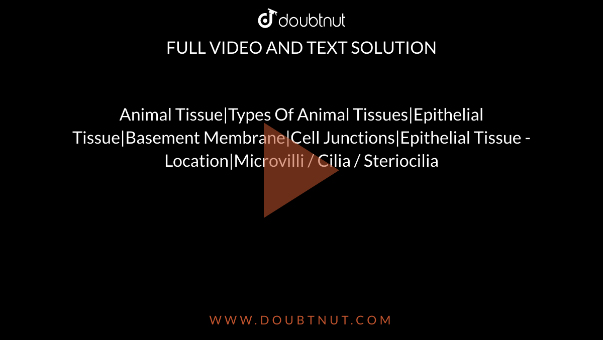 Animal Tissue|Types Of Animal Tissues|Epithelial Tissue|Basement Membrane|Cell Junctions|Epithelial Tissue - Location|Microvilli / Cilia / Steriocilia Animal Tissue|Types Of Animal Tissues|Epithelial Tissue|Basement Membrane|Cell Junctions|Epithelial Tissue - Location|Microvilli / Cilia / Steriocilia
