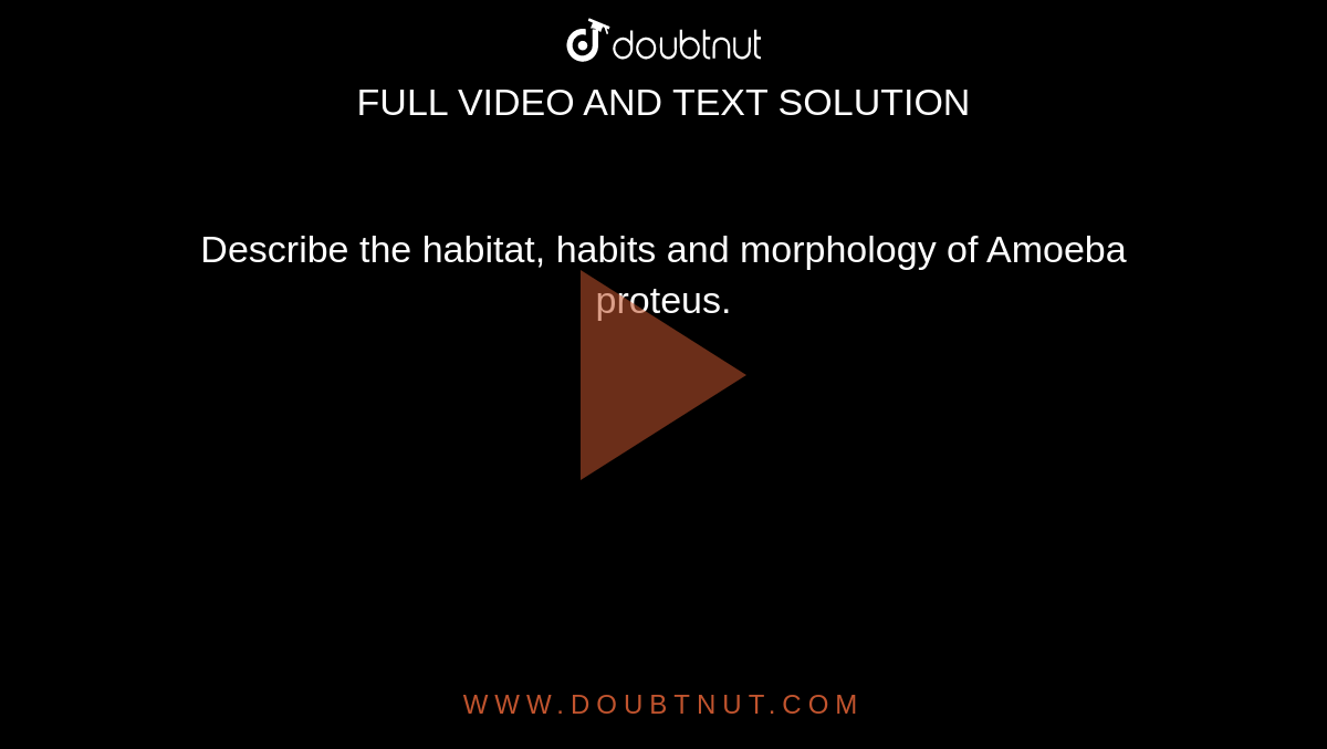 Describe the habitat, habits and morphology of Amoeba proteus.
