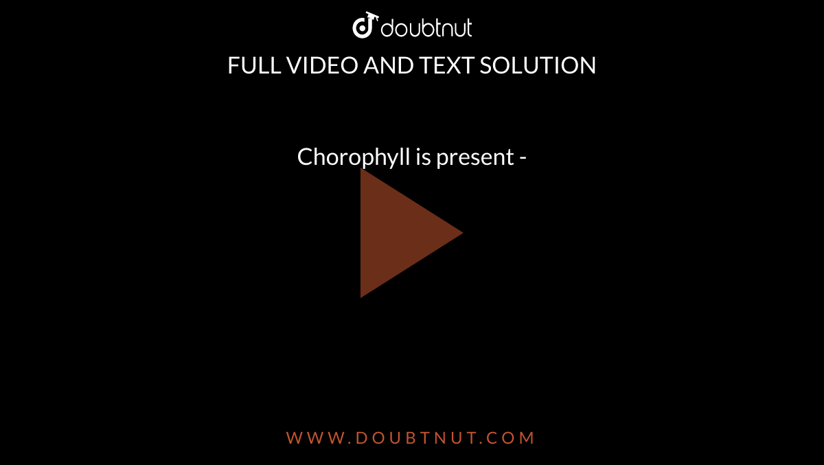 Chorophyll is present - 