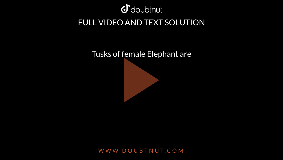Tusks of female Elephant are 