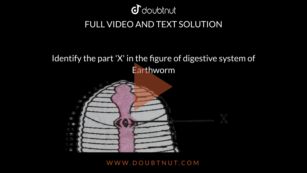 Identify the part 'X' in the figure of digestive system of Earthworm  <br> <img src="https://d10lpgp6xz60nq.cloudfront.net/physics_images/DIN_OBJ_BIO_V01_C7_2_E01_428_Q01.png" width="80%">